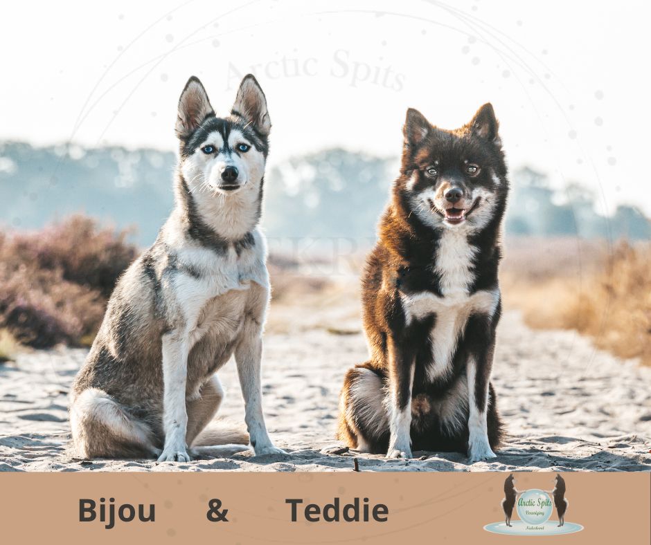 Bijou & Teddie